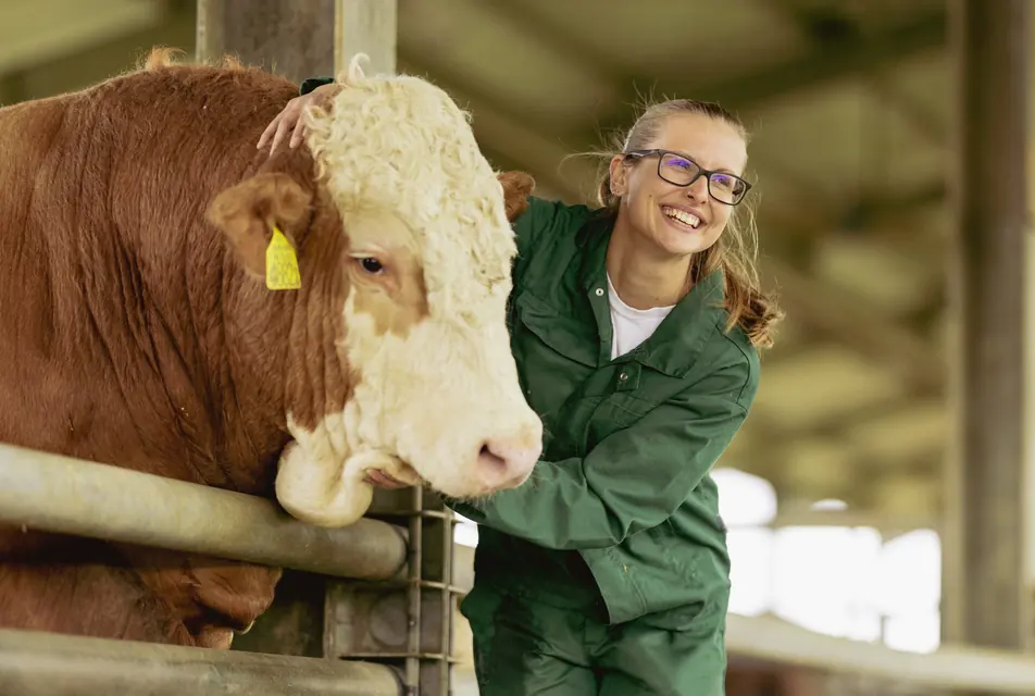 Munkatárs egy szarvasmarhával az istálló mellett